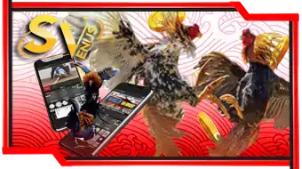 Sabung Ayam Svenus - OMG138