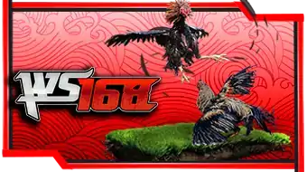 Sabung Ayam Svenus - OMG138